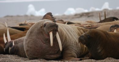 Walruses on Svalbard. (Thomas Nilsen/Barents Observer)