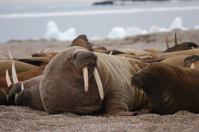 Walruses on Svalbard. (Thomas Nilsen/Barents Observer)