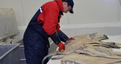 Export of clipfish increased 47 percent in October and is one of the reasons for the monthly alltime high. (Trude Pettersen/Barents Observer)