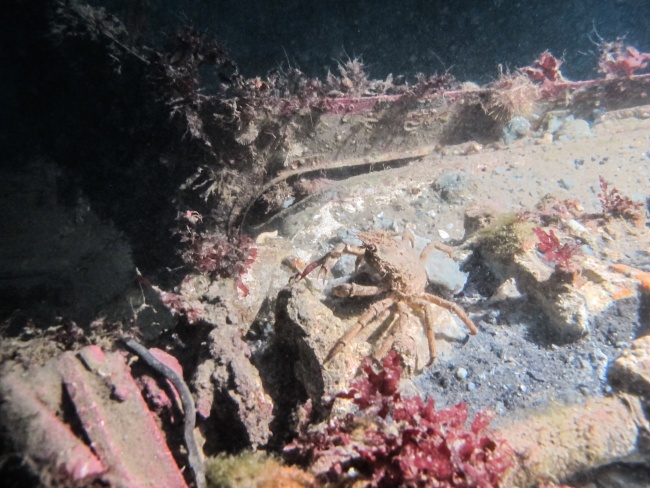 An Arctic lyre crab scuttles amongst the algae covering the plane’s fuselage. (Jimmy Thomson/Barents Observer)