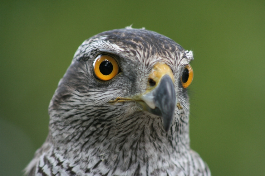 A rescue service, founded by members of the South Karelian Ornithological Society responds to calls from members of the public who discover injured animals. (iStock)