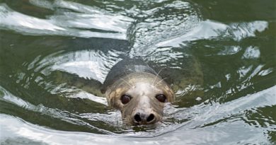 Recent figures from the Finnish Game and Fisheries Research Institute estimate that the market value of fish lost to seals is 466,000 euros. (iStock)