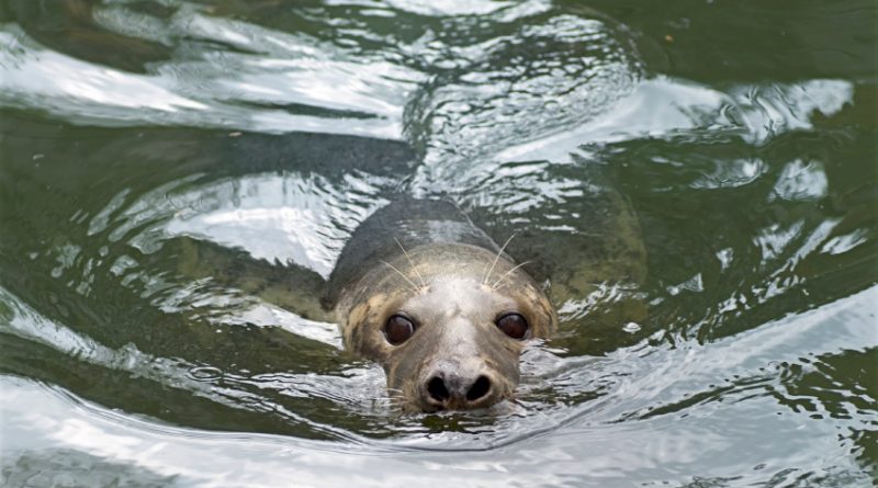 Recent figures from the Finnish Game and Fisheries Research Institute estimate that the market value of fish lost to seals is 466,000 euros. (iStock)