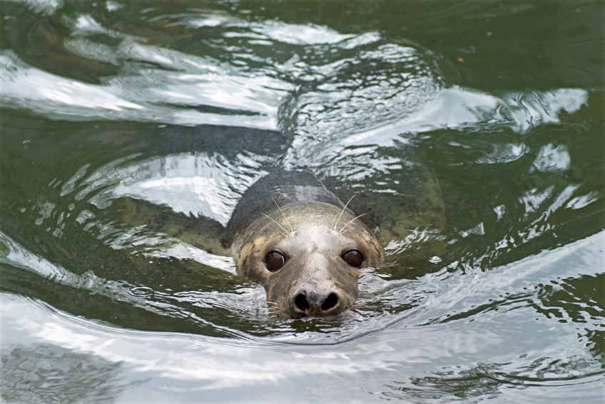 Recent figures from the Finnish Game and Fisheries Research Institute estimate that the market value of fish lost to seals is 466,000 euros. (iStock)