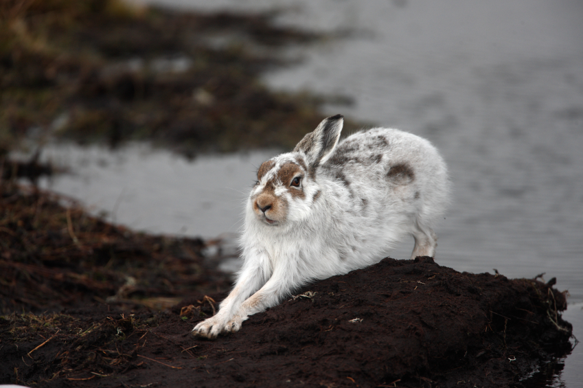 A mountain hare, partly in winter fur. (iStock)