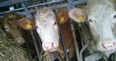 Organic cows on a farm in Getinge, southern Sweden. (Henrik Martinell/Sveriges Radio)