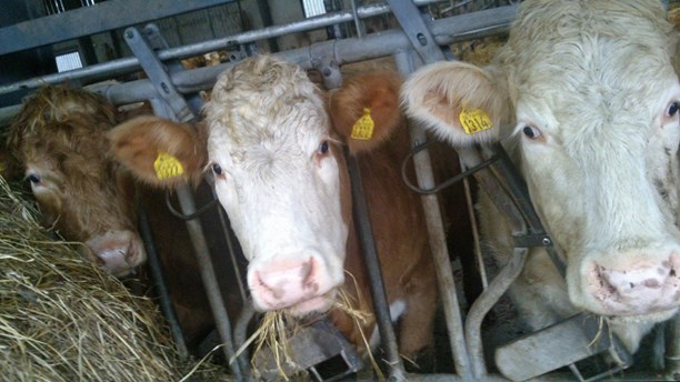 Organic cows on a farm in Getinge, southern Sweden. (Henrik Martinell/Sveriges Radio)