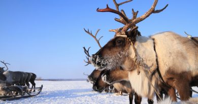 Police in one of Russia's Arctic regions think it will be easier to police the region with reindeer teams than with snowmobiles. (iStock)