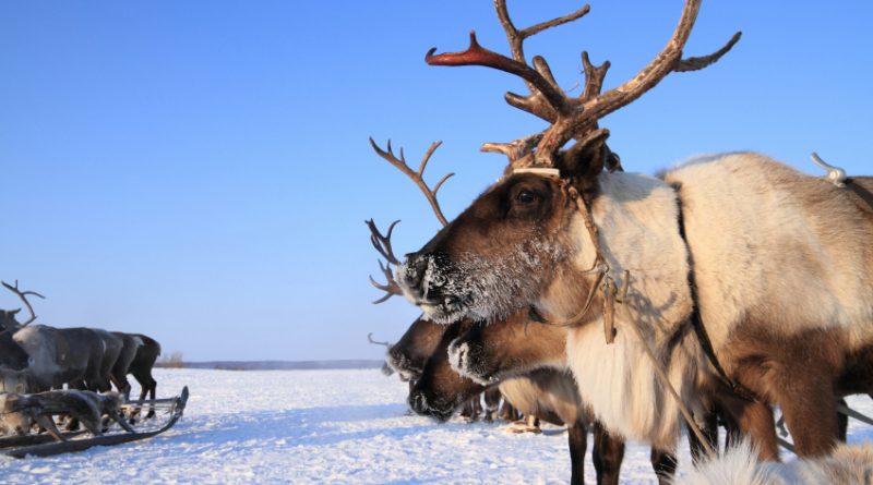 Police in one of Russia's Arctic regions think it will be easier to police the region with reindeer teams than with snowmobiles. (iStock)