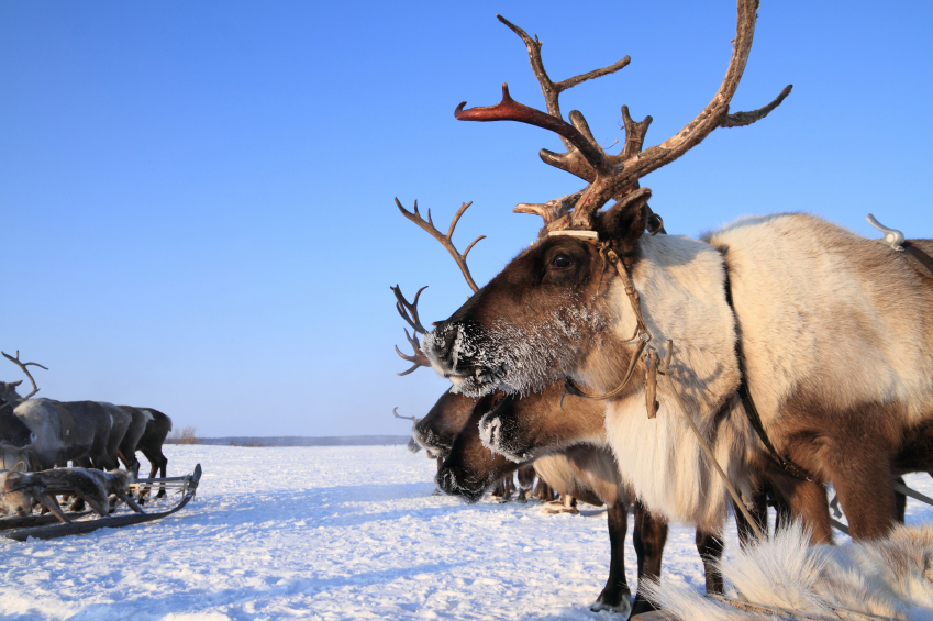 Police in one of Russia's Arctic regions think it will be easier to police the region with reindeer teams than with snowmobiles. (iStock)