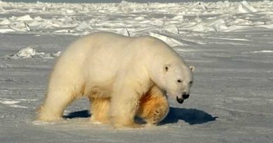 A male polar bear in the Beaufort Sea in 2005. (Steven C. Amstrup/USGS/AP)