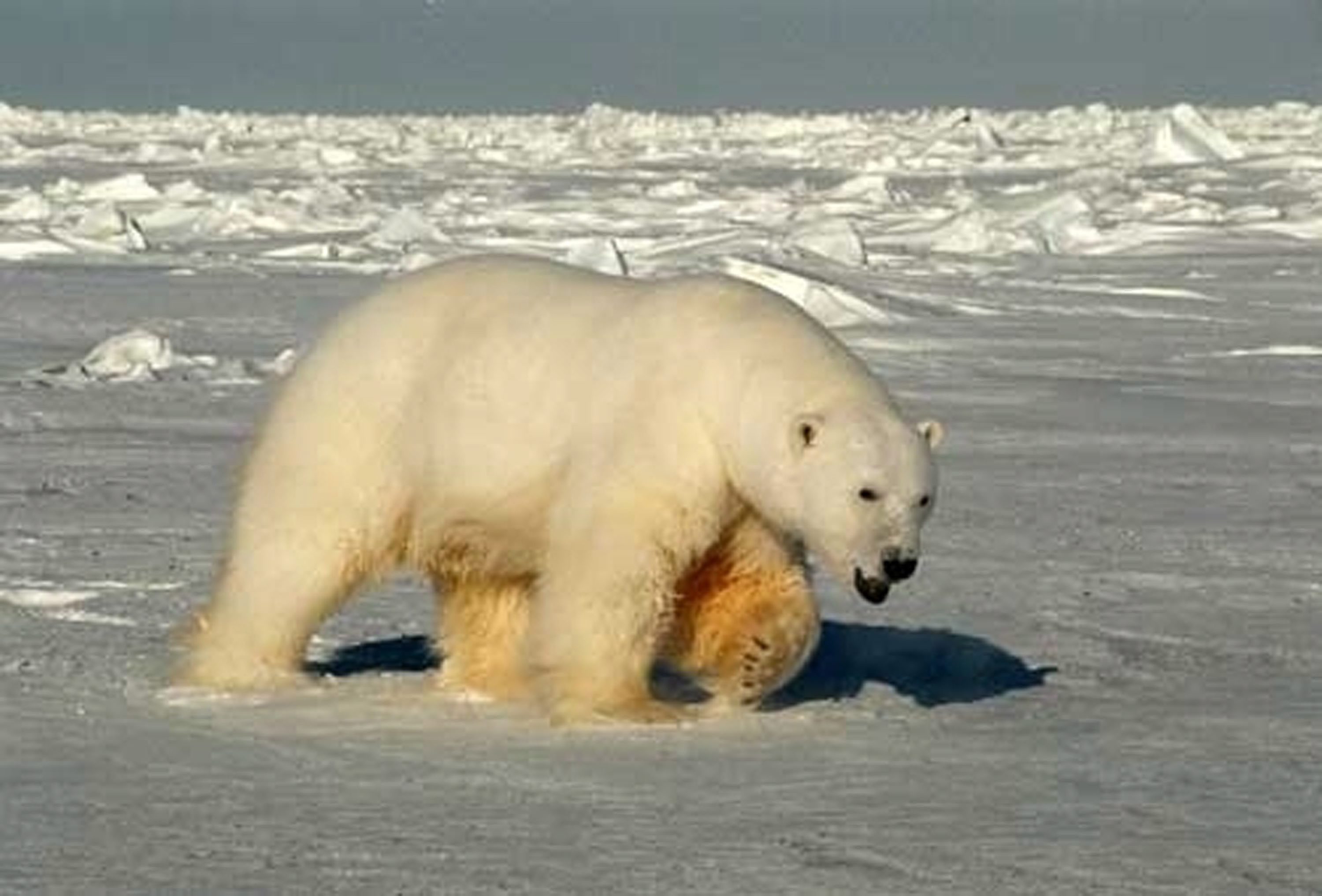 A male polar bear approaches biologists in the Beaufort Sea in 2005. Male bears are more affected than female bears by incidents of alopecia syndrome. (Steven C. Amstrup/USGS/AP)