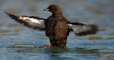 Black guillemot. (iStock)