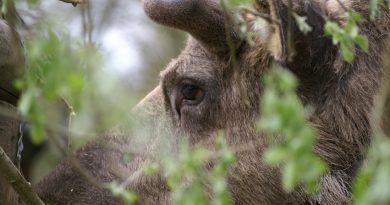 A eurasian elk in a forest in Sweden. (iStock)