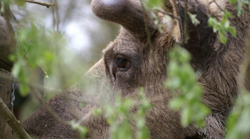 A eurasian elk in a forest in Sweden. (iStock)