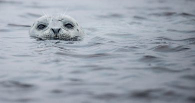 Scientists estimated that around 700 seals were hit by bird flu, but they now believe as many as 3,000 animals could have been killed by the bug. (iStock)