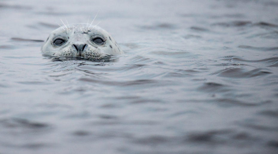 Scientists estimated that around 700 seals were hit by bird flu, but they now believe as many as 3,000 animals could have been killed by the bug. (iStock)