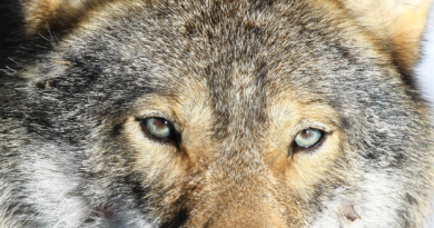 People in many areas of Sweden say wolf hunts are possible, and even necessary, given the size of the wolf population. (iStock)