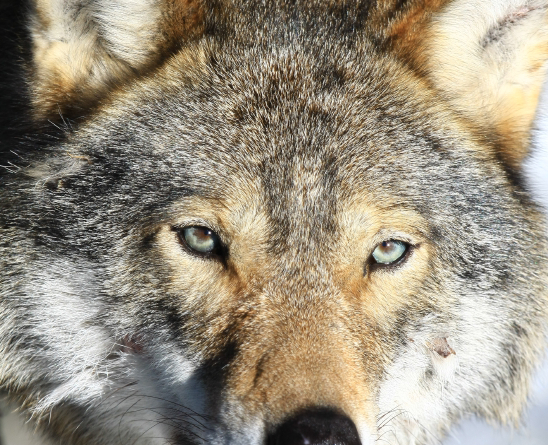 People in many areas of Sweden say wolf hunts are possible, and even necessary, given the size of the wolf population. (iStock)