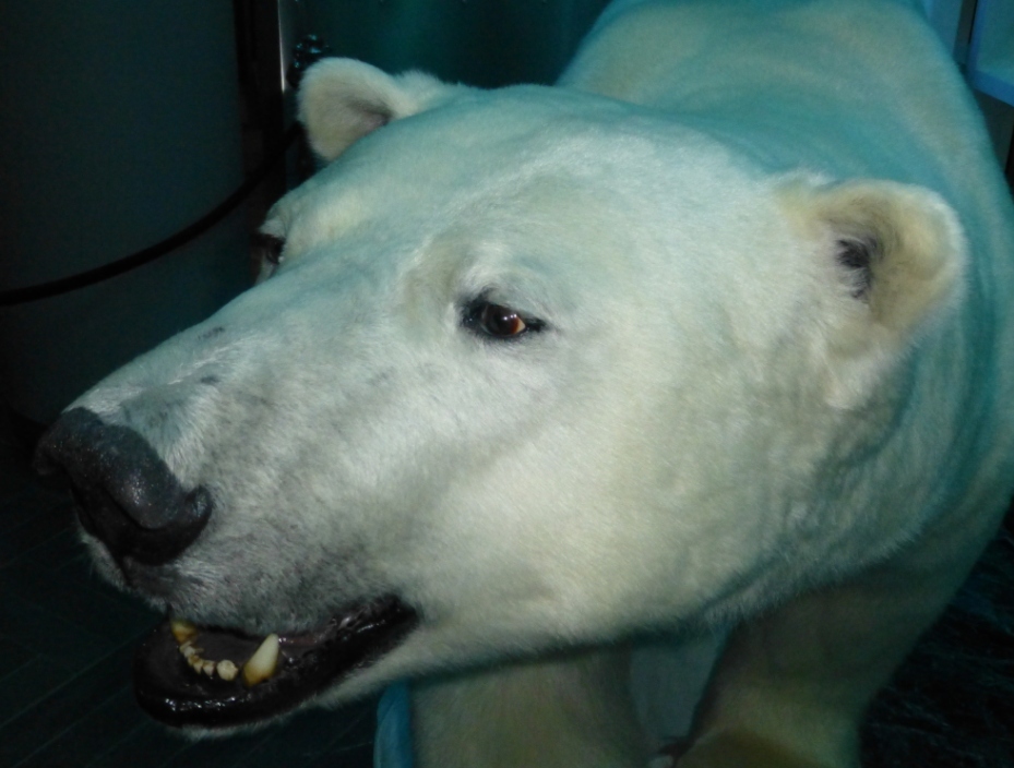 If polar bears had a vote… (Irene Quaile)