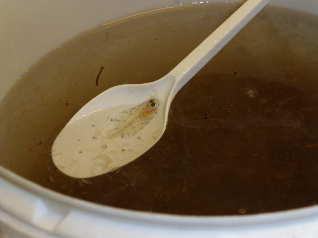 Tiny creatures, just a spoonful! (Irene Quaile)