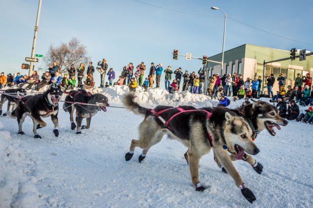 Áthaladás - Fairbanks Iditarod-2014-ceremonial-start-04