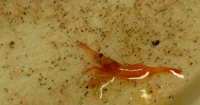 Krill and shrimp: netted in the interests of science. (Irene Quaile)