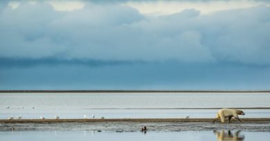 A polar bear walks plies the line between the Arctic National Wildlife Refuge and the Arctic Ocean along a barrier island on Sept. 10, 2012. (Loren Holmes/ Alaska Dispatch News)