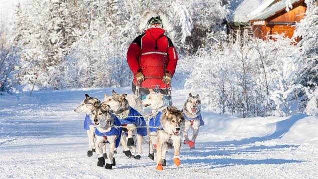 Dawson City musher Brian Wilmshurst is one of this year's mushers in the Yukon Quest sled dog race. Organizers say open water may force some route changes. (Julien Schroder/Yukon Quest)