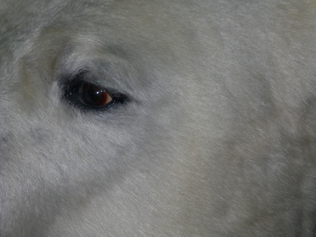 Keeping a wary eye on his Arctic home… (Irene Quaile)
