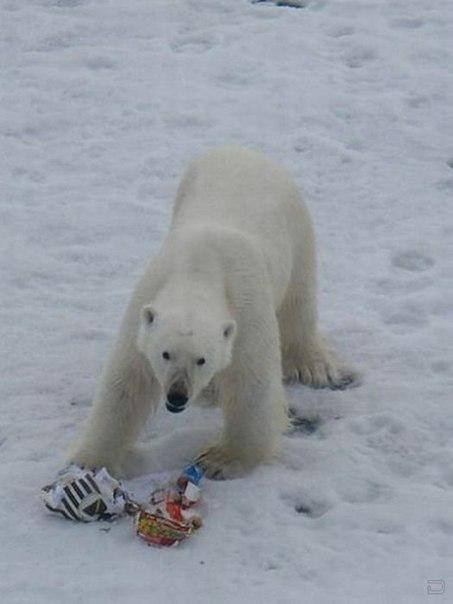 This bag with plastic waste and food garbage from the submarine is not the polar bear’s traditional dinner. (Location unkown/ Provided by Bloger51, courtesy of Barents Observer)