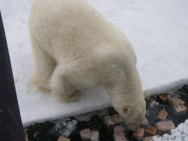 The polar bear, normally hunting for seals from ice floes like this, can’t resist the food dumped over board from the submarine. Here, lots of bread and other foodstuff. (Location unkown/ Provided by Blogger51, courtesy Barents Observer)