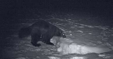A hundred wolverines have gone due to hunting. (Kenneth Bergström/Sveriges Radio)