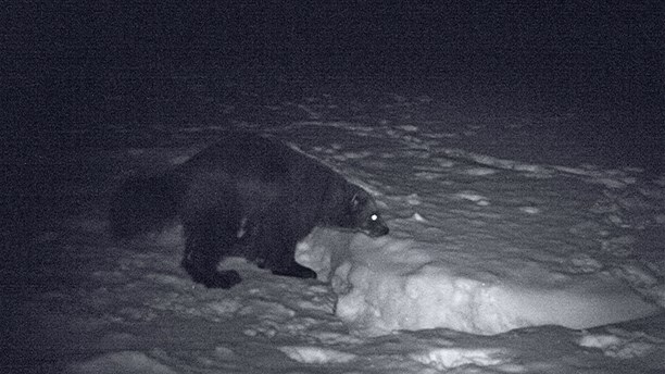 A hundred wolverines have gone due to hunting. (Kenneth Bergström/Sveriges Radio)