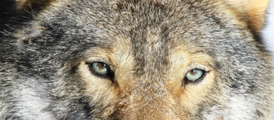 Lack of fresh snow halts wolf hunt in Sweden