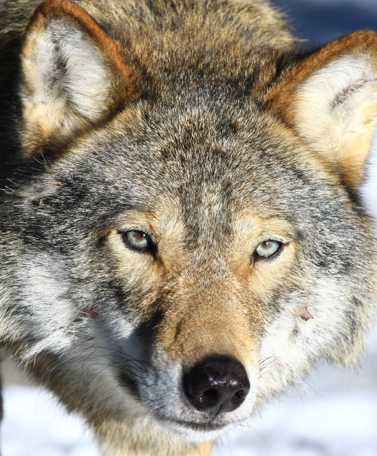 A county board in Sweden approved a protective wolf hunt because they feel the dozens of sheep and lamb deaths are so serious there's no other alternative.(iStock)