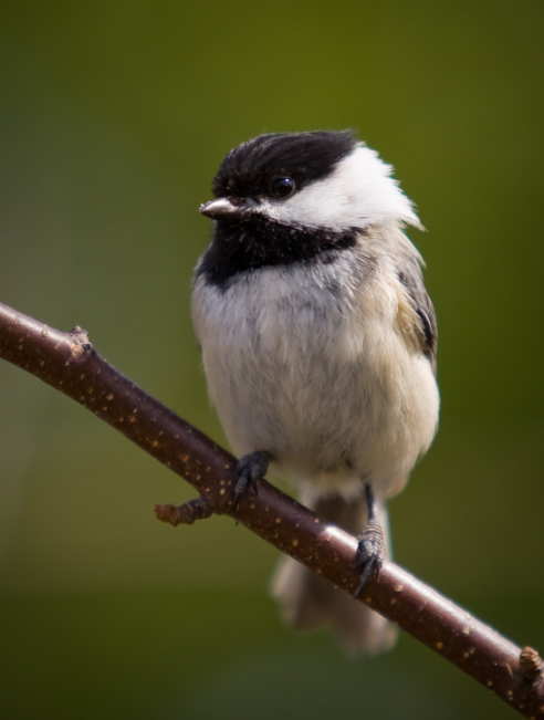 A chickadee with a healthy beak. In some parts of the world like Alaska and Great Britain, birds like this are showing beak deformities. (iStock)