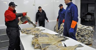 Inspection of clipfish for export. Cod is one of the commercially most important species of fish in the Atlantic ocean. (Trude Pettersen/Barents Observer)