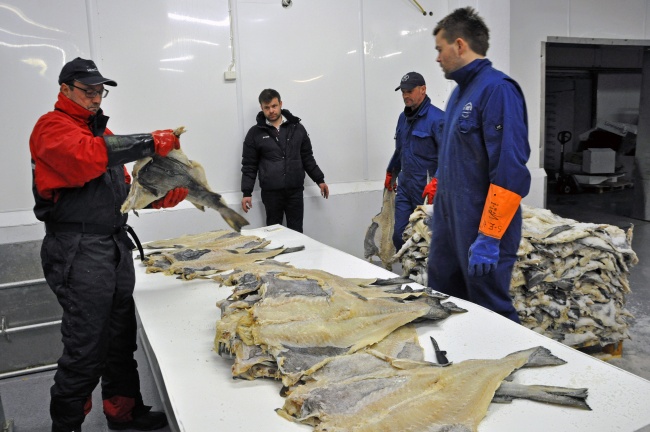 Inspection of clipfish for export. Cod is one of the commercially most important species of fish in the Atlantic ocean. (Trude Pettersen/Barents Observer)