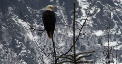 A bald eagle sits perched on a tree near the Mendenhall Glacier on Sunday, Dec. 7, 2014, in Juneau, Alaska. How will climate change affect Alaska's future? (Becky Bohrer/AP)