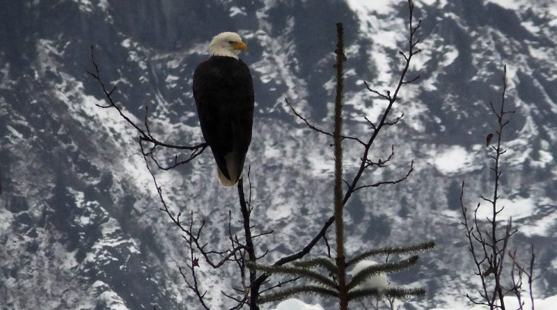 A bald eagle sits perched on a tree near the Mendenhall Glacier on Sunday, Dec. 7, 2014, in Juneau, Alaska. How will climate change affect Alaska's future? (Becky Bohrer/AP)