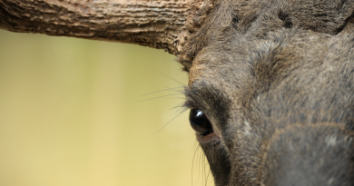 Will forest protection help protect elk from climate change in Sweden. (iStock)