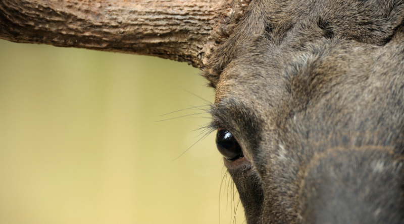 Will forest protection help protect elk from climate change in Sweden. (iStock)