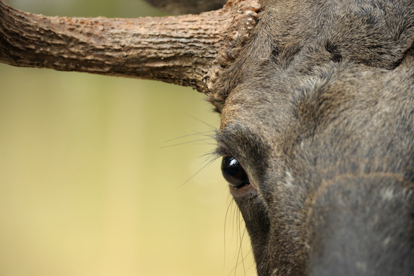 Moose health in a changing climate is one of many stories that made Arctic headlines this week. (iStock)