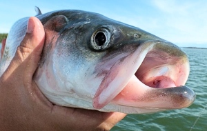 The area of Great Slave Lake Michel and Michell were caught fishing in was closed to protect to the Buffalo River coney, also known as inconnu. (roughfish.com)