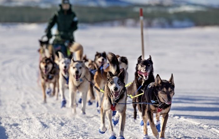 Dog musher Marit Beate Kasin. (Jonas Karlsbakk /BarentsObserver)