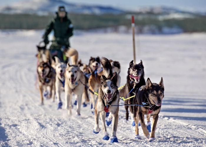 Dog musher Marit Beate Kasin. (Jonas Karlsbakk /BarentsObserver)
