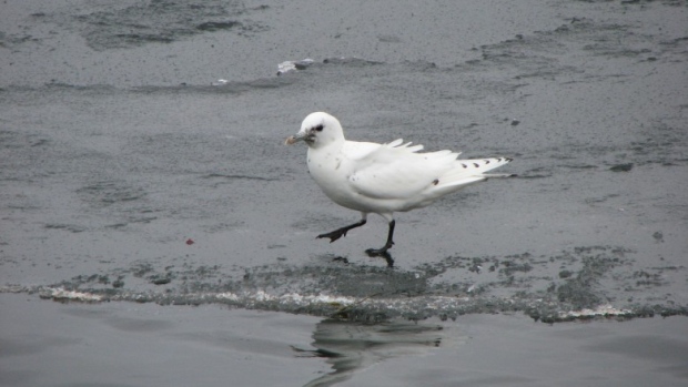 Mercury levels in modern gulls are 45 times higher than they were in the 19th century, biologist Alex Bond found in his research. (David McKinnon)