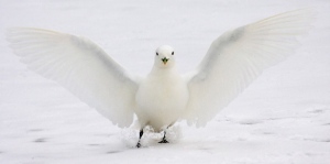The ivory gull is the only all-white gull. It is considered threatened in Canada. (Shirley Gallant)