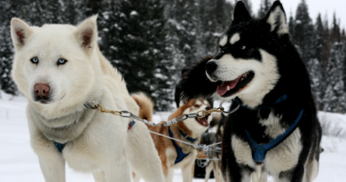 A look at this week's Arctic news. (iStock)